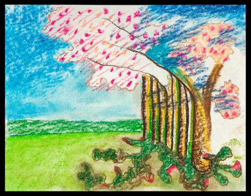 CherryBlossoms